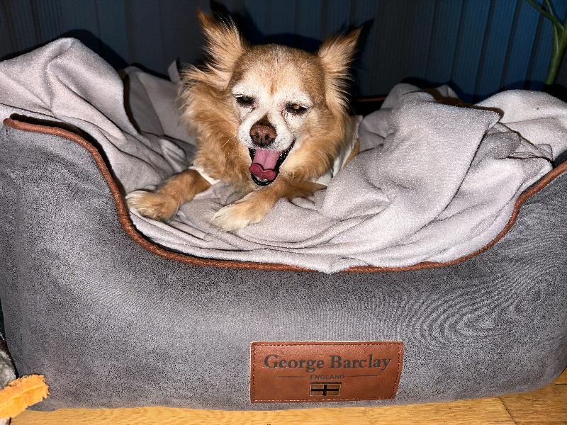 Best Dog Bed Ever!!
