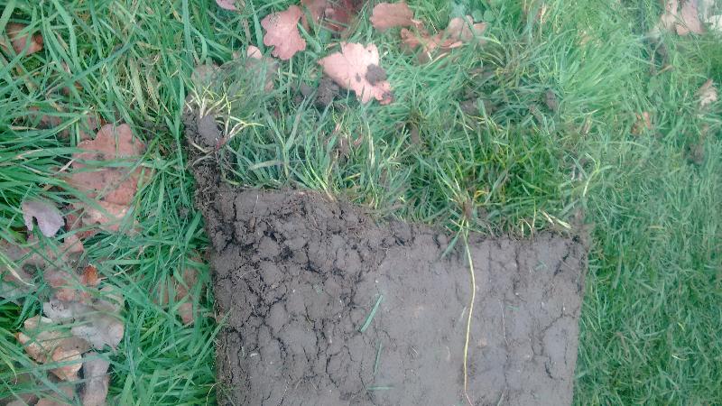 worst turf in 12 years