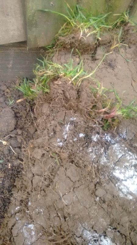 worst turf in 12 years