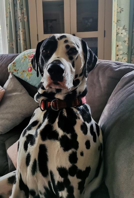 Dog biscuits