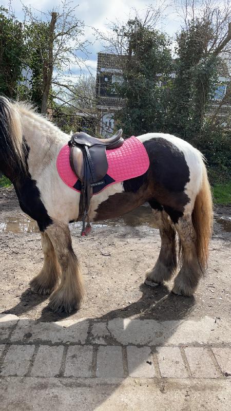 Amazing saddle pads very good quality