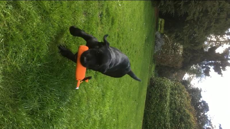 Excellent food - my dogs love it.