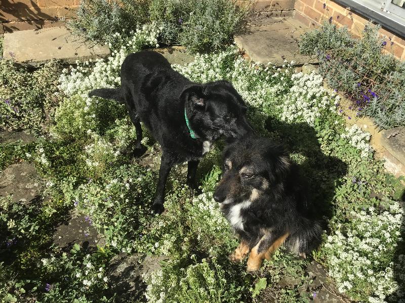 Excellent food - my dogs love it.