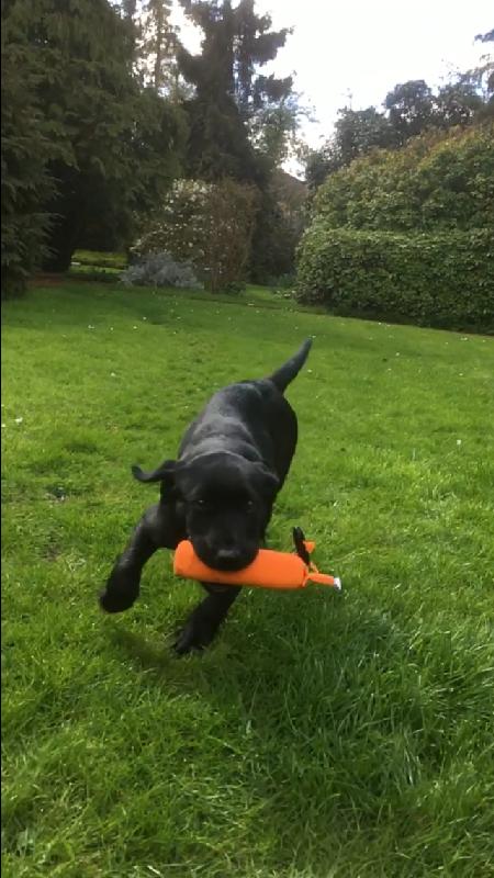 Excellent food - my dogs love it.