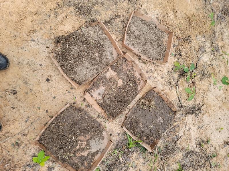Dried up hay.