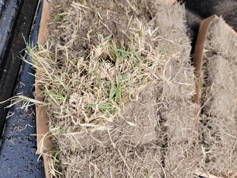 Dried up hay.