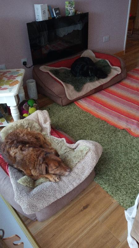 A purchase for the long term.  Medium bed for 11kg dog ( pic orange fur).