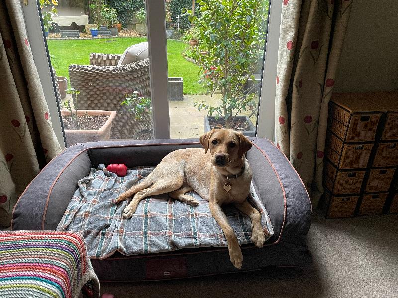 Lovely new bed for Rosie