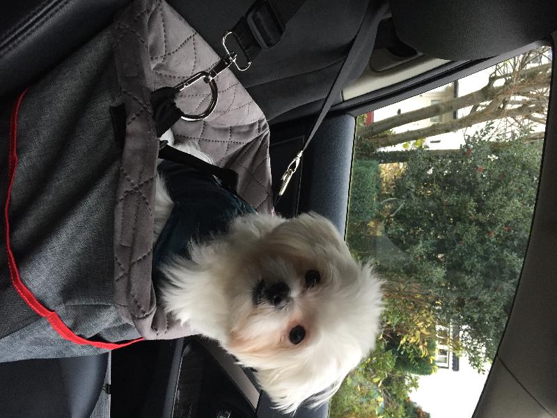 Wonderful Dog Food