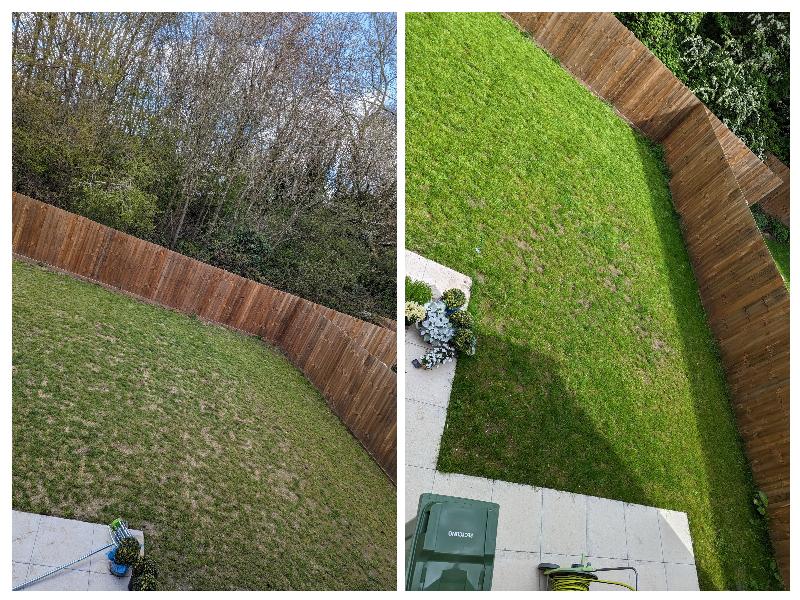 Extra shady grass seed
