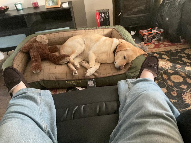 Guide Dog bed