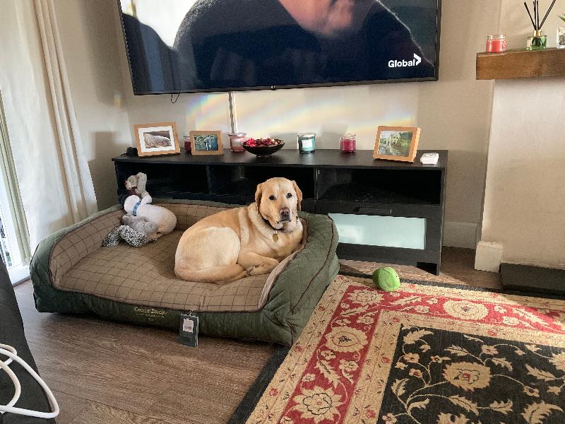 Guide Dog bed
