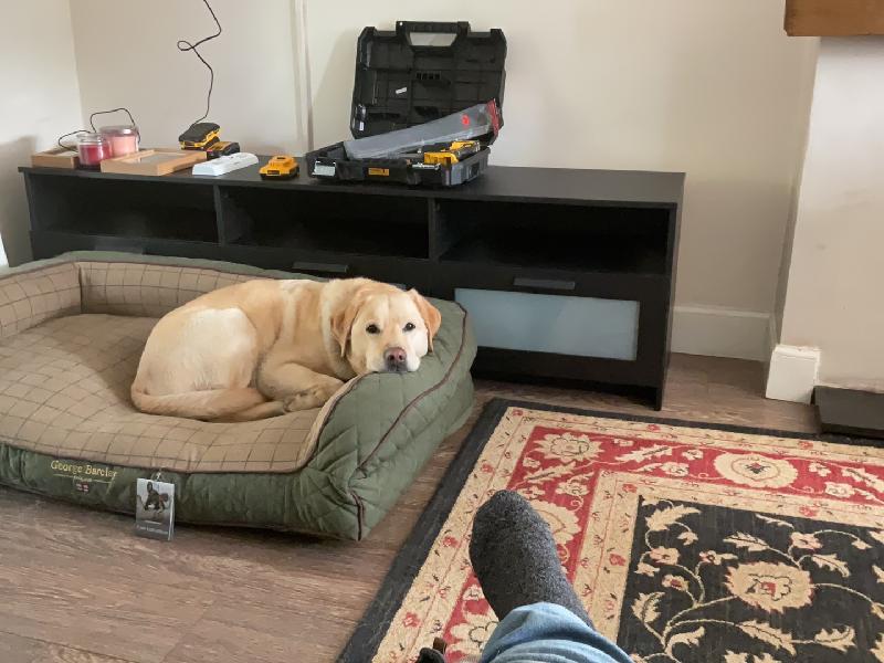 Guide Dog bed