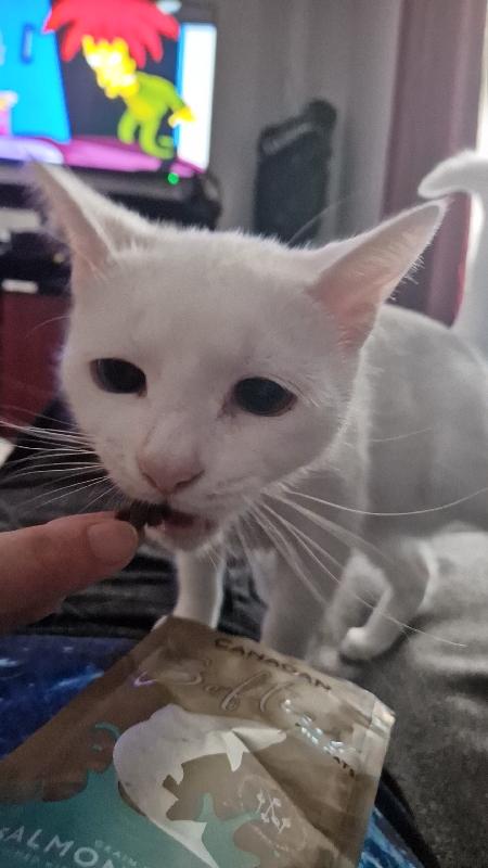 Adult Multipack Wet Cat Food