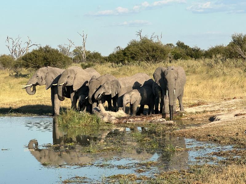 Fantastic Safari with African Travel & Wilderness!