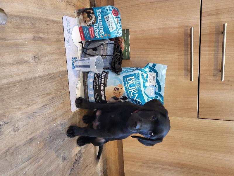 Best puppy pack!