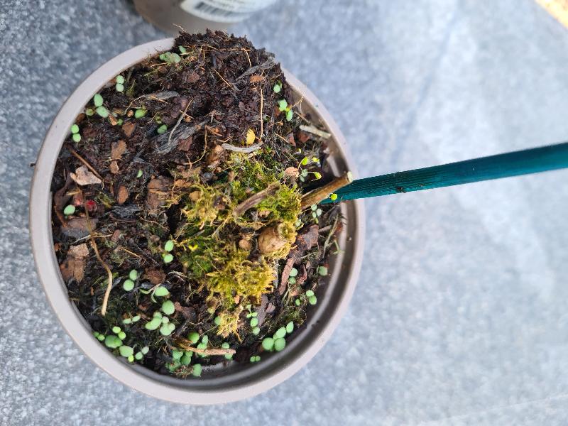 Very disappointed in quality of plants, 3 photos show different quality.