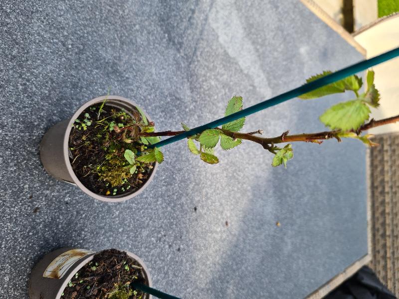 Very disappointed in quality of plants, 3 photos show different quality.