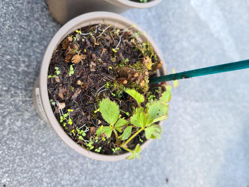 Very disappointed in quality of plants, 3 photos show different quality.