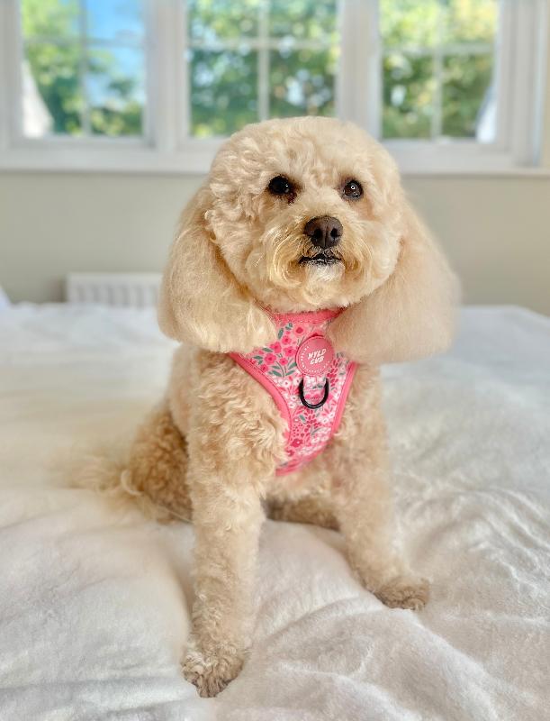 The most pretty dog harnesses & accessories