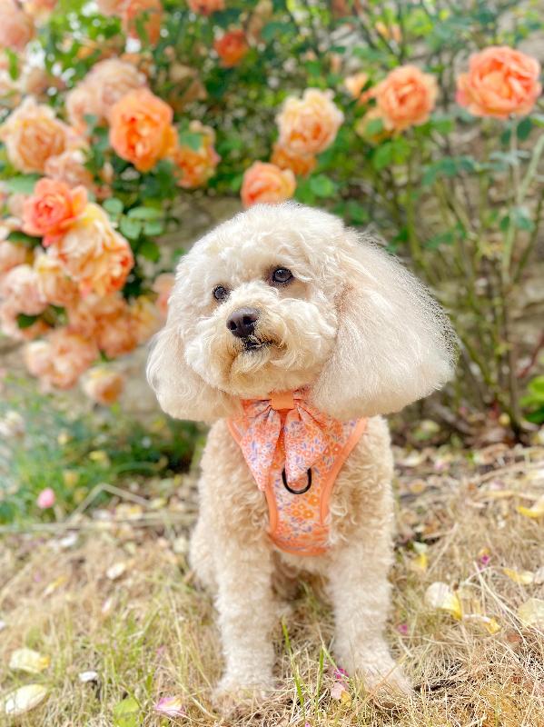 The most pretty dog harnesses & accessories