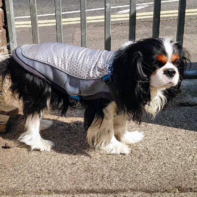 Dog Cooling Vest - ClimaCOOL Jacket - LG - Springer/Dalmation - George Barclay
