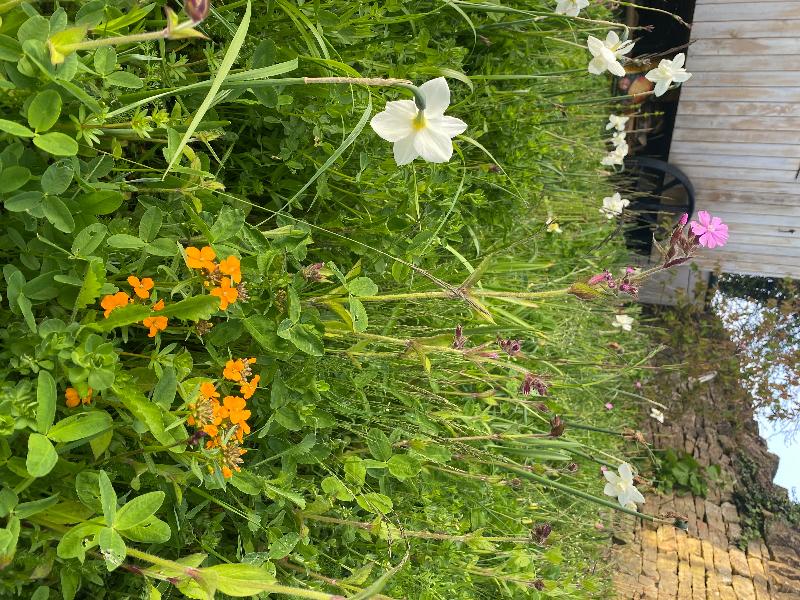 WFT Wildflower Native Enriched Turf (WFT-Native-En)