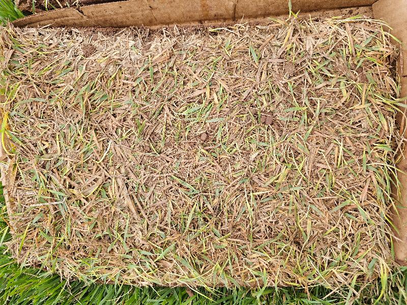 Grass arrived almost dead