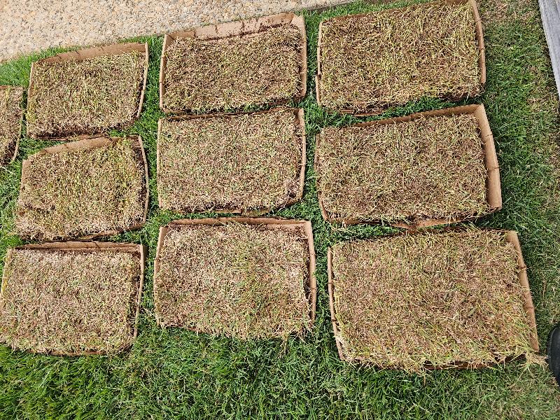 Grass arrived almost dead