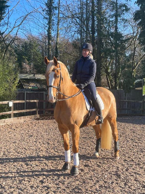 Excellent costumer service and massage pad easy to use and horse  seems toi