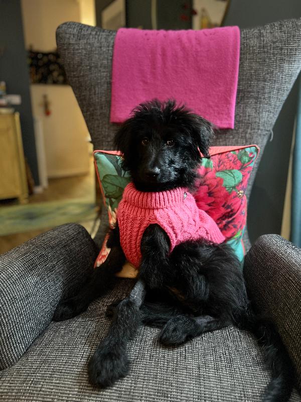 Thank you Petcover