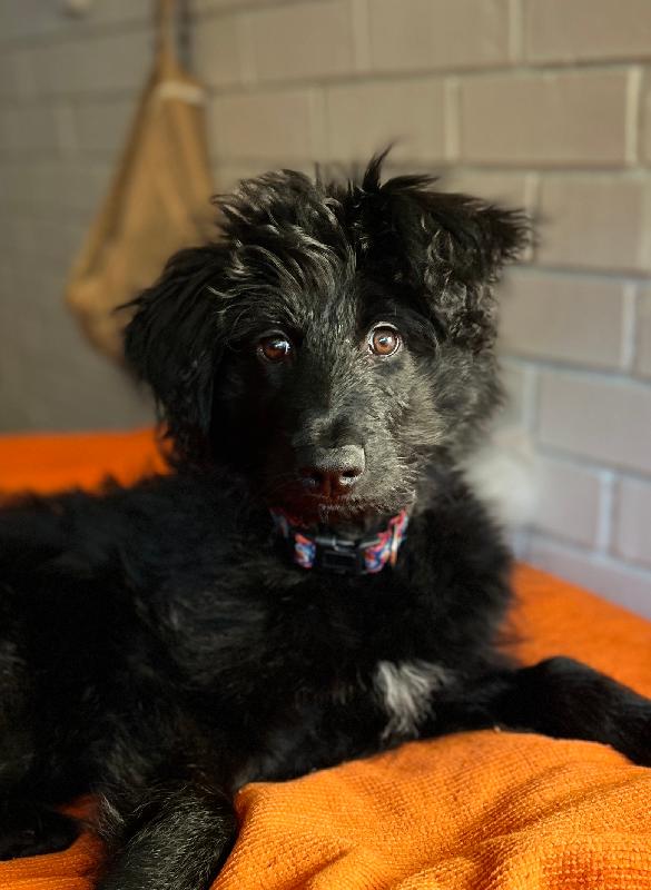 Thank you Petcover