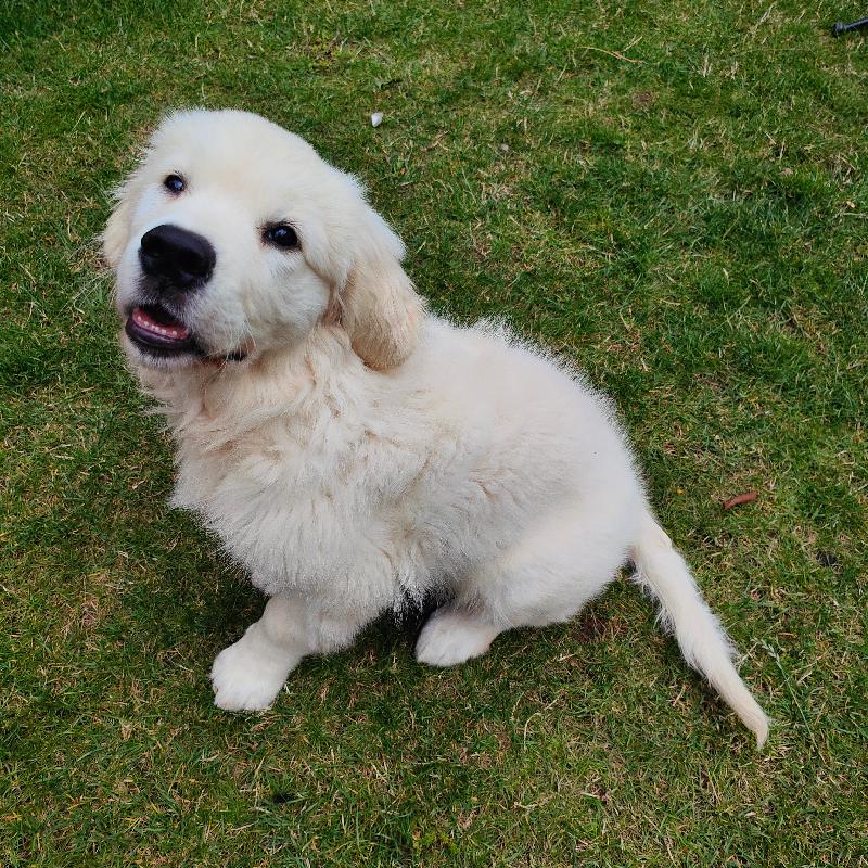 One very happy pup!