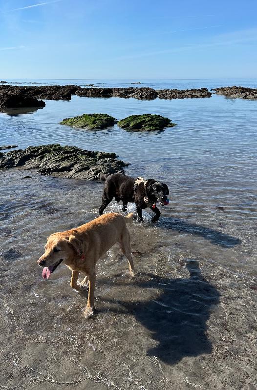 Flexadin Advanced Dog Chews With UCII