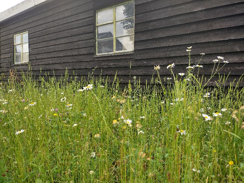 WFT Wildflower Landscape Turf (WFT-Landscape-34)
