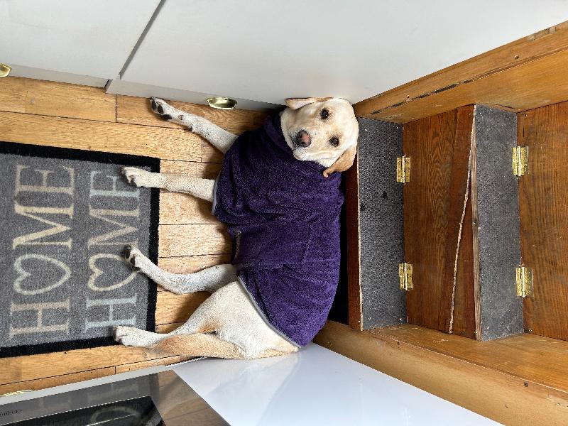 Dog Drying Coat by MuttMOP (Plum) - SML - 40cm (16in.) - George Barclay