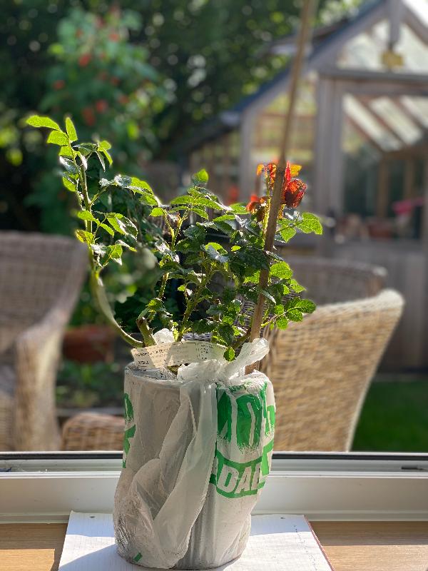 Excellent Service from Ashridge Nurseries