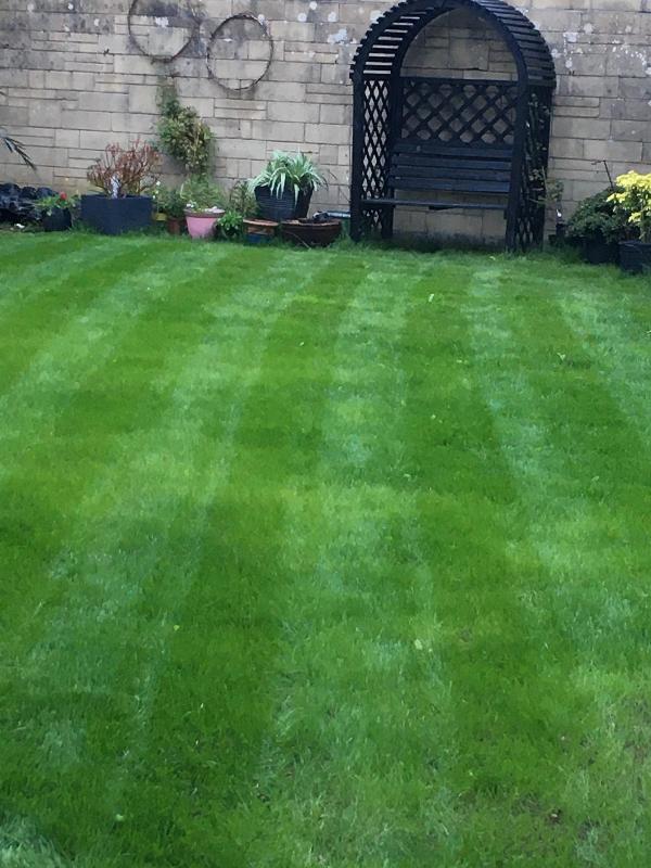 Perfect grass seed!  First cut So still long but lush and green