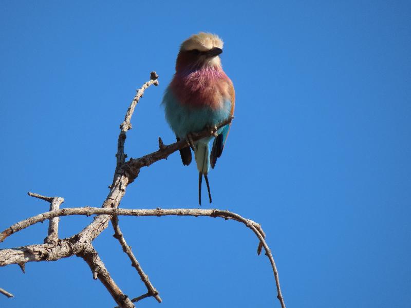 Amazing first safari trip in Africa