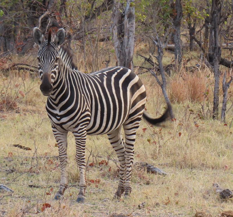 Amazing first safari trip in Africa