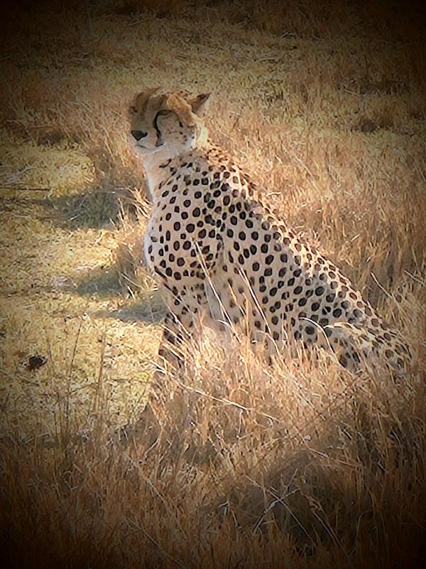 Amazing first safari trip in Africa
