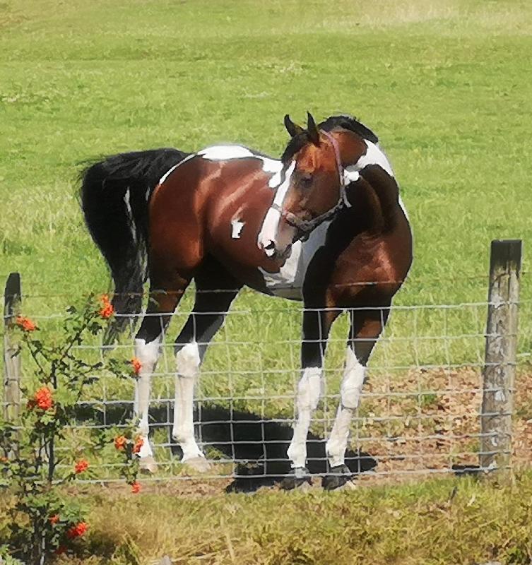 Blue Chip Dynamic