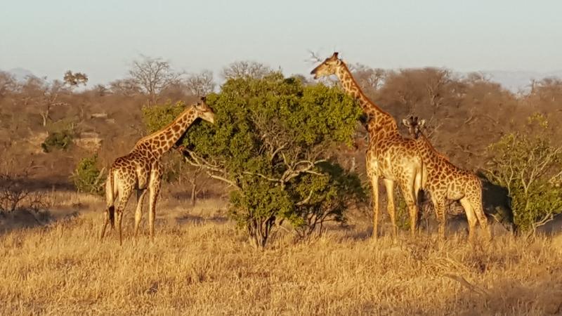 Superb Safari experts!!