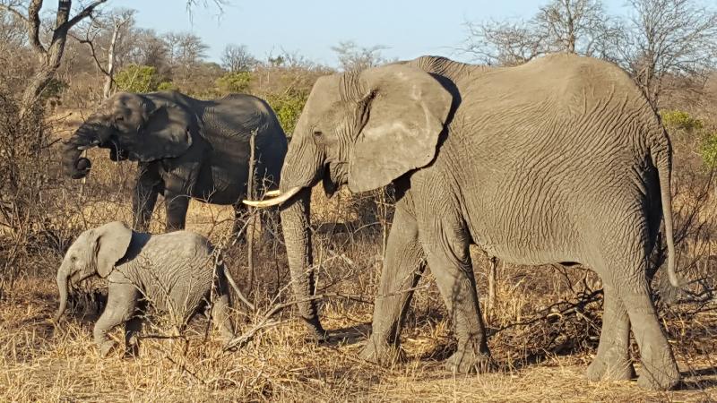 Superb Safari experts!!