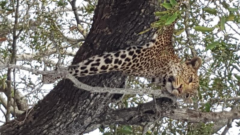 Superb Safari experts!!