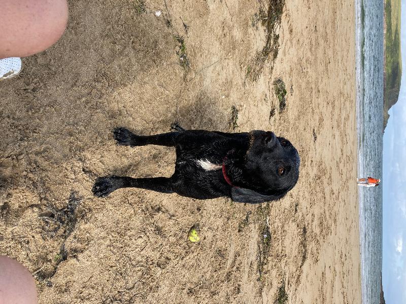 Happy dog