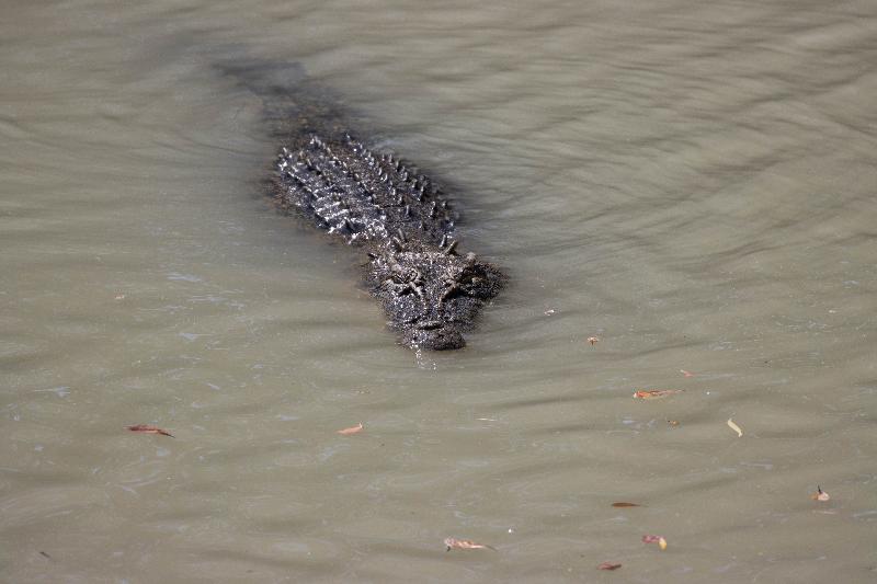 Katherine Gorge & Kakadu, the scenery & wildlife was incredible.