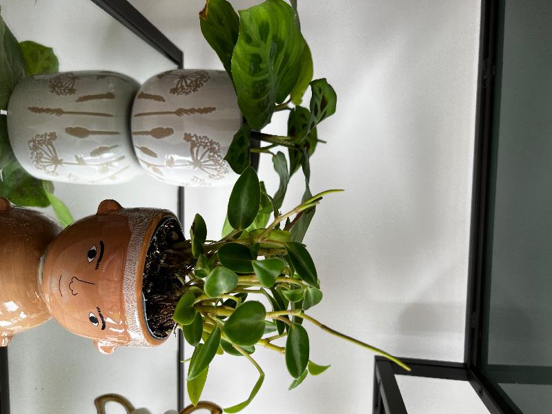 Quirky pots, great service