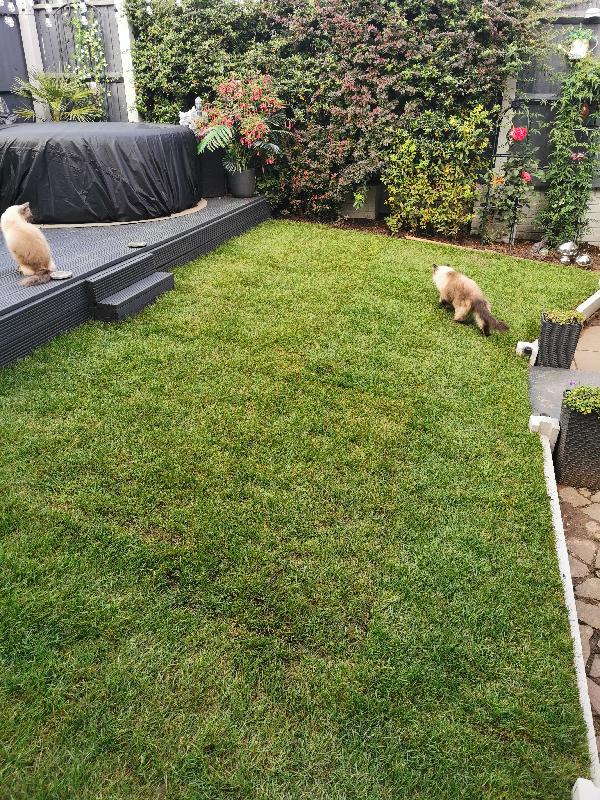 Great Grass at a Great price