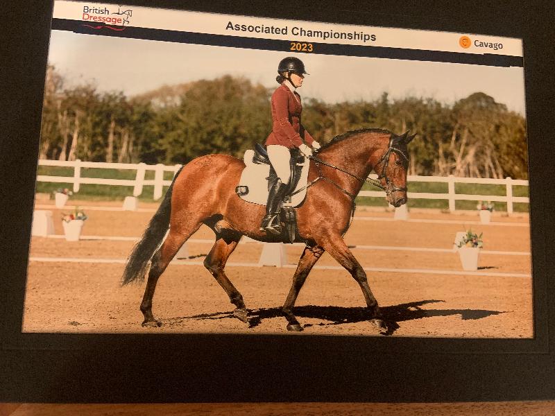 Utzon Equestrian Bristol Bridle
